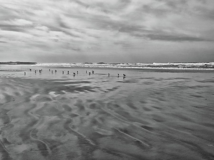 Long Beach Gulls Black and White Photograph by Allan Van Gasbeck