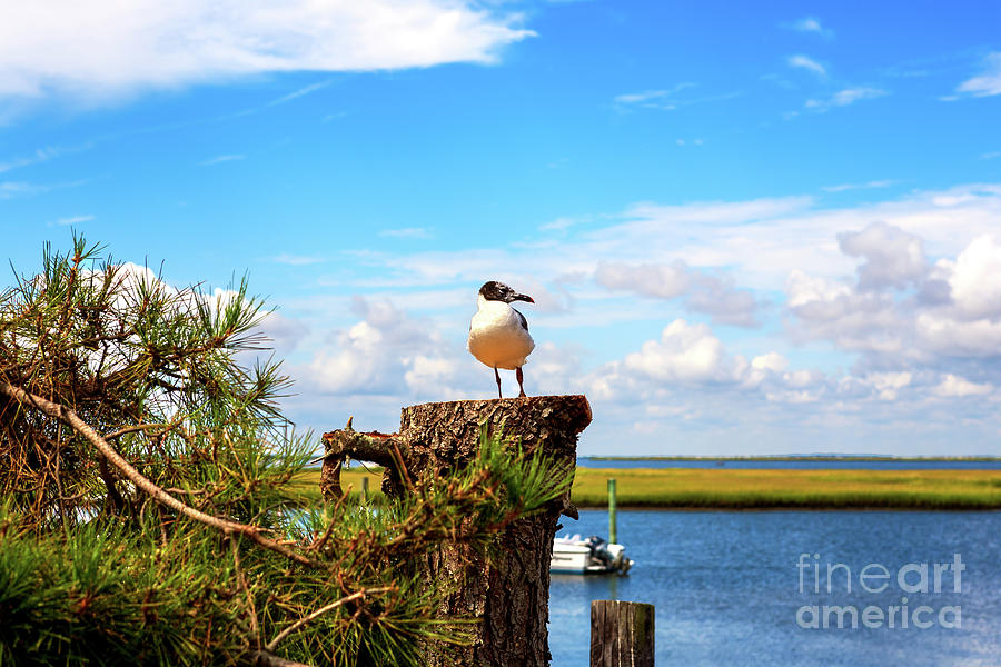 Long Beach Island Bird on a Stump Photograph by John Rizzuto