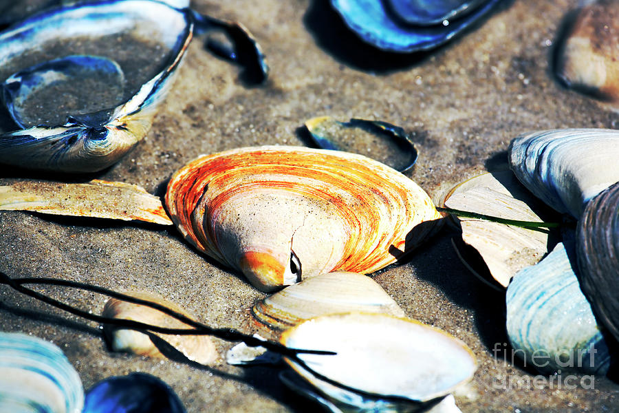 Long Beach Island Orange Seashell Photograph by John Rizzuto