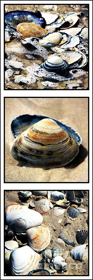 Long Beach Island Seashells Triptych Photograph by John Rizzuto