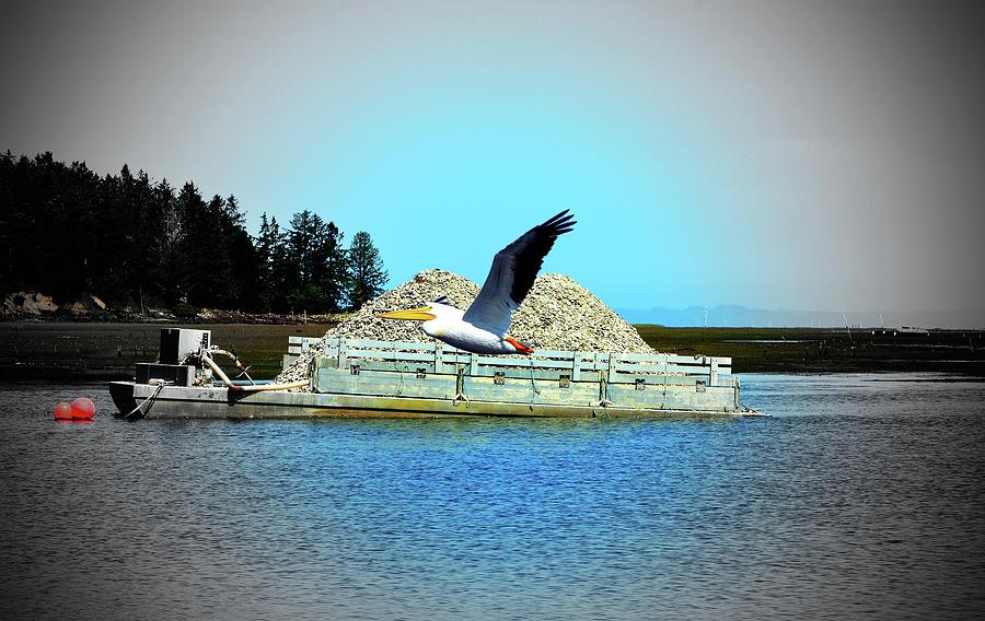 Long Beach, Oyster Shells Boat, And Pelican Digital Art by Fred Loring