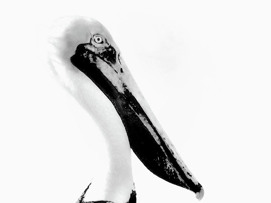 Long Beak Photograph by Debra Kewley