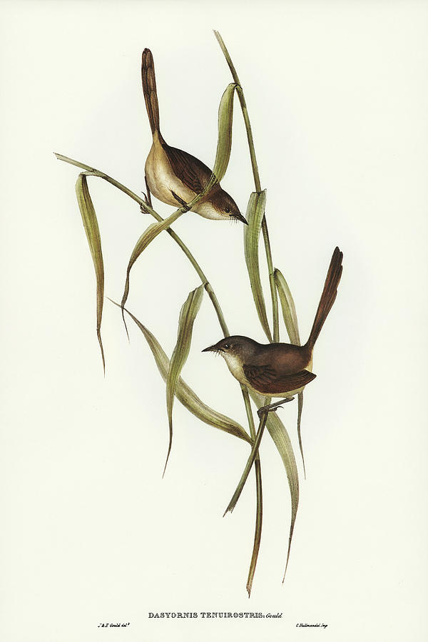 John Gould Drawing - Long-billed Bristle Bird, Dasyornis longirostris by John Gould