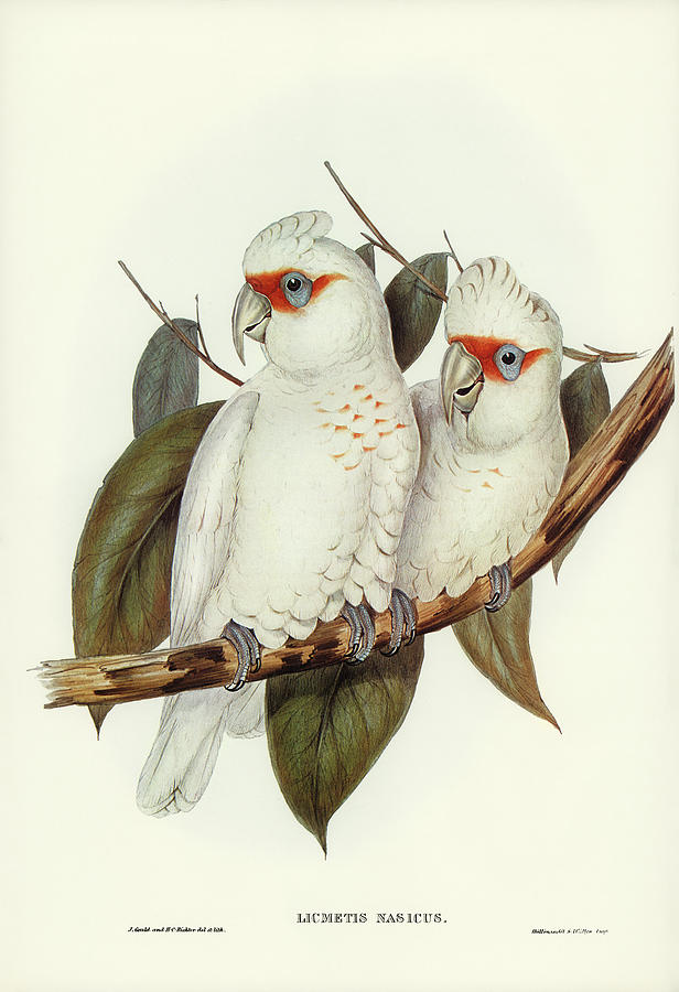 Long-billed Cockatoo  Drawing by World Art Collective