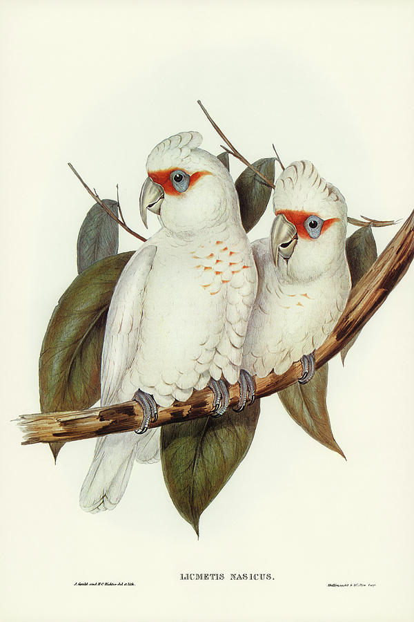 John Gould Drawing - Long-billed Cockatoo, Licmetis nasicus by John Gould