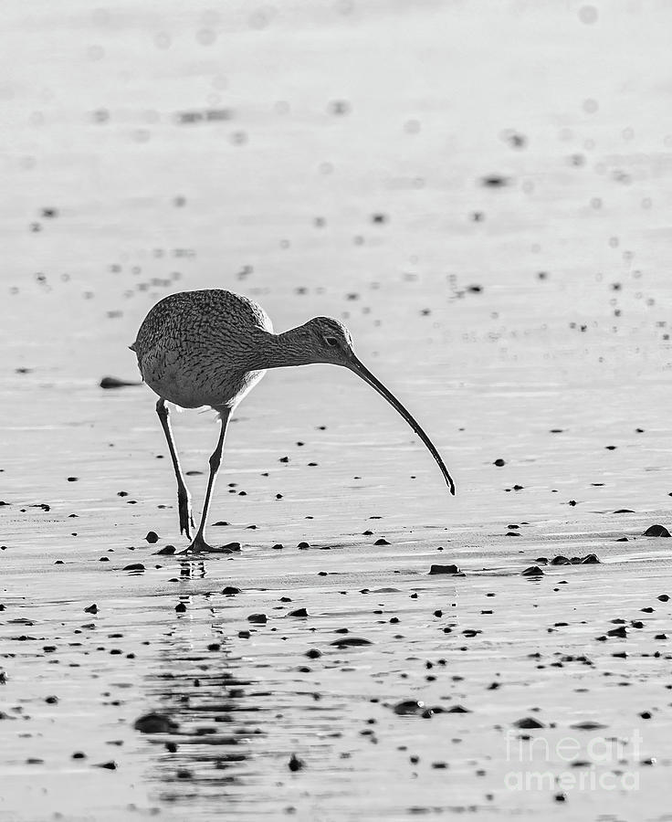 Shore Birds Photograph - Long-Billed Curlew  7A9968 by Stephen Parker