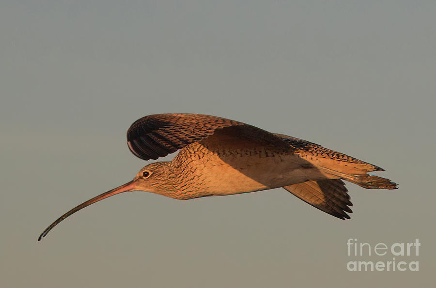 Long-billed Curlew Photograph - Long-Billed Curlew  8B5418 by Stephen Parker