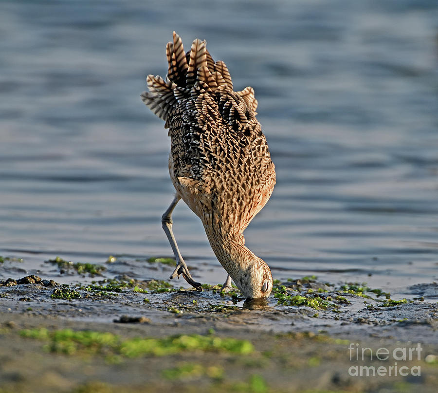 Long-billed Curlew Photograph by Amazing Action Photo Video