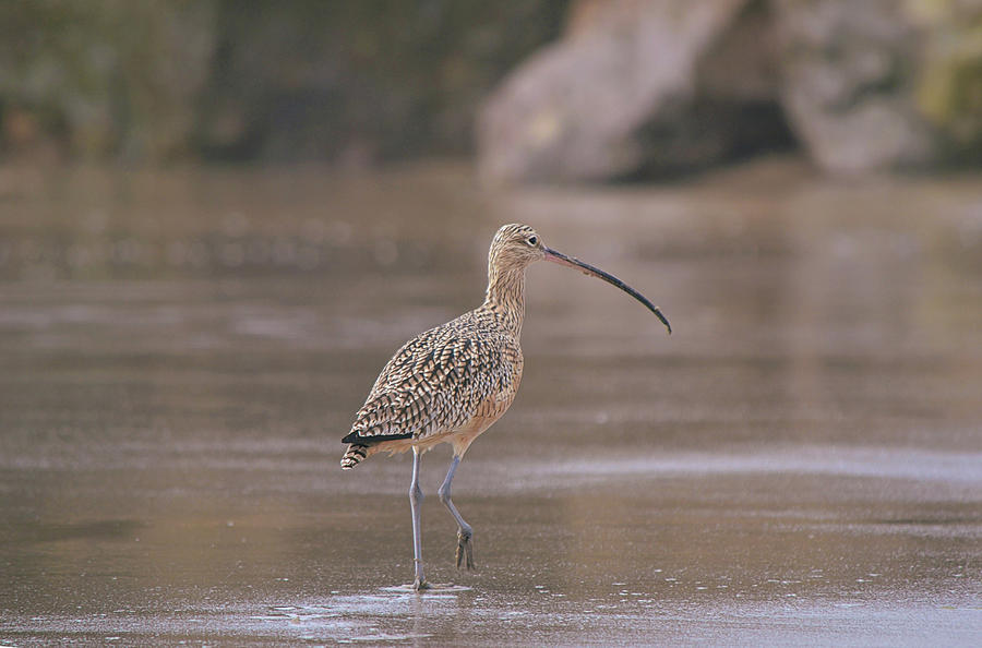 Long Billed Curlew Bird Stroll On The Beach Photograph