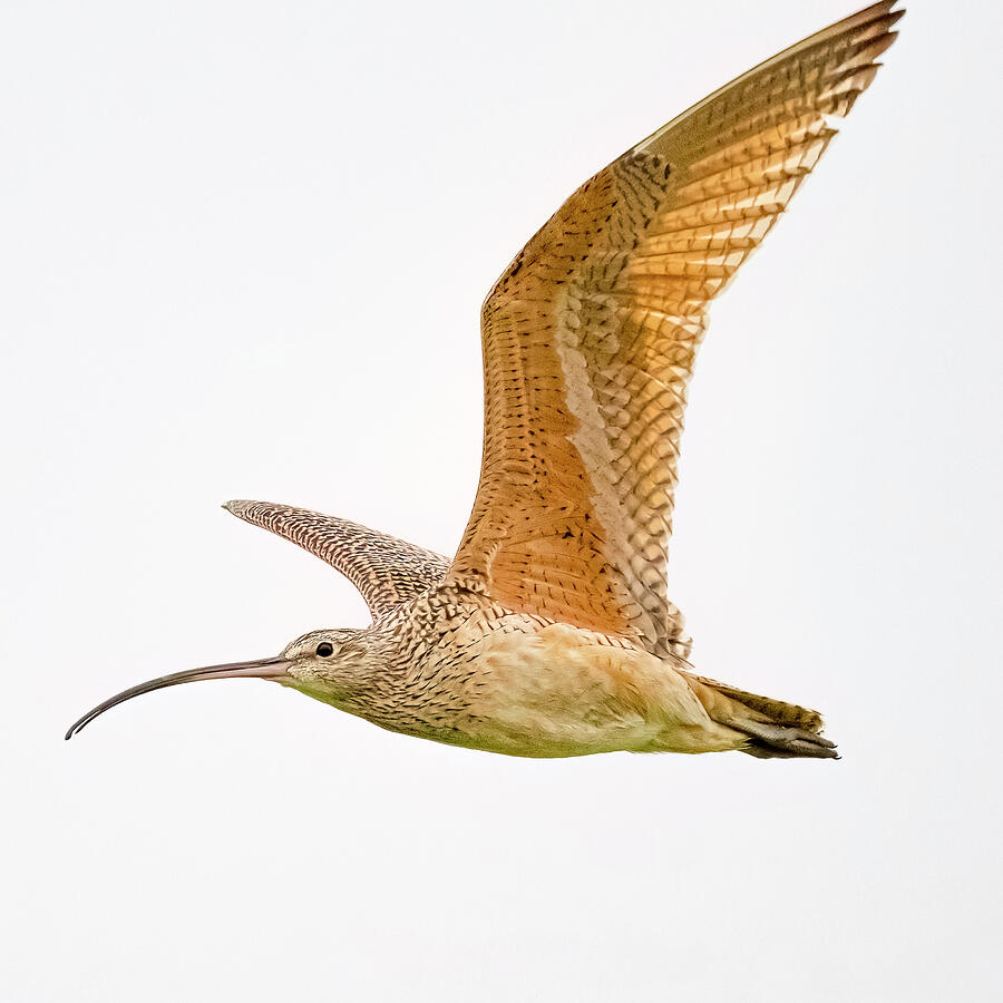 Long Billed Curlew Flight #3 Photograph by Morris Finkelstein - Fine ...