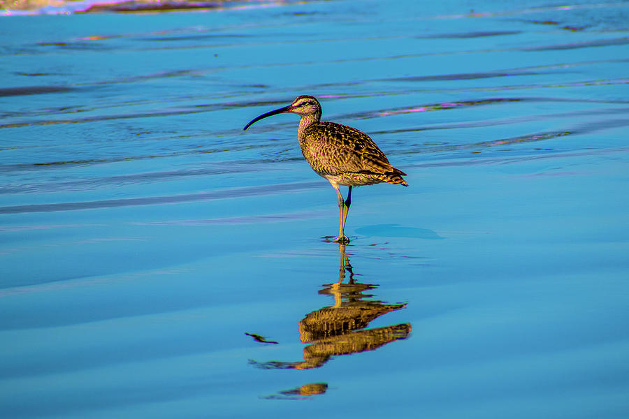 Long-billed curlew on beach in California Photograph by Dan Friend