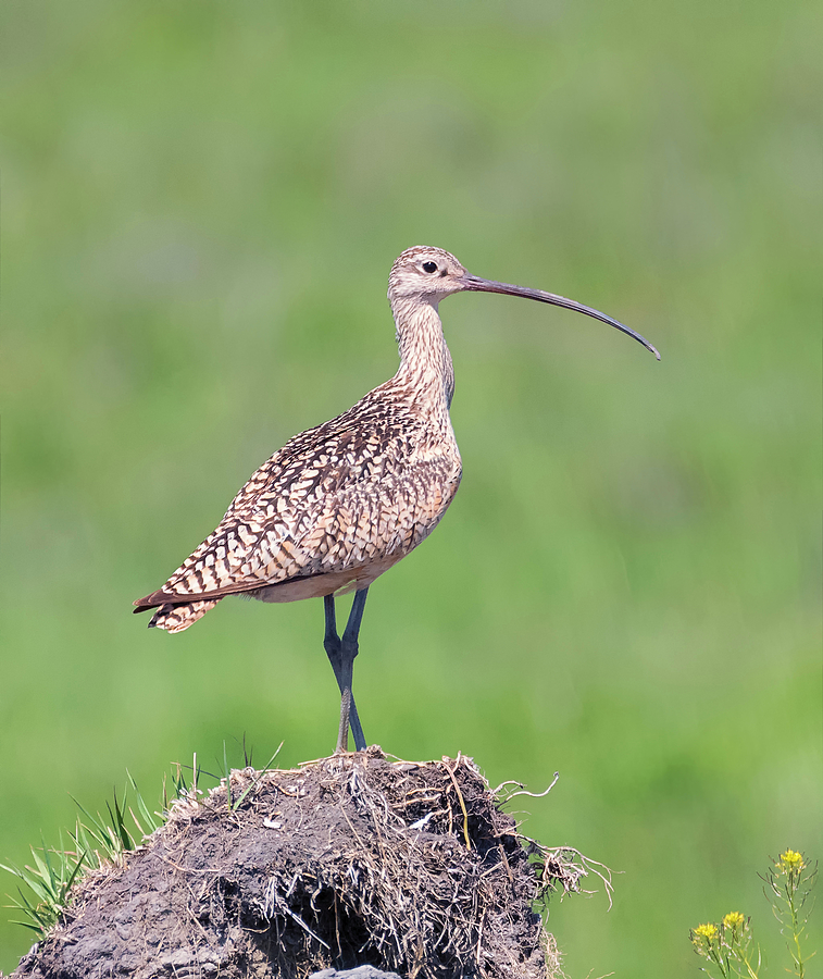 Long-billed Curlew Pose Photograph by Loree Johnson