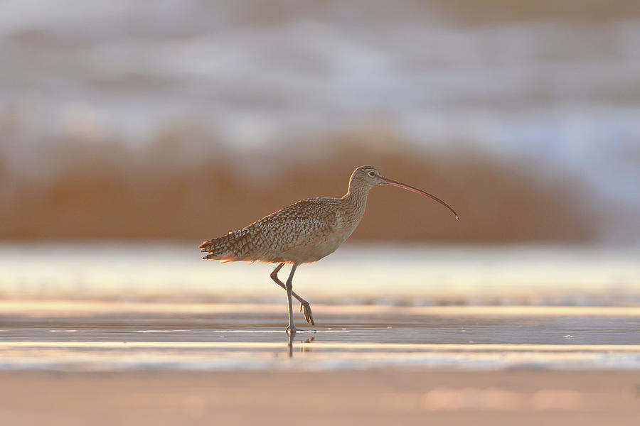 Long-billed Curlew walking on the Beach Photograph by Amazing Action Photo Video