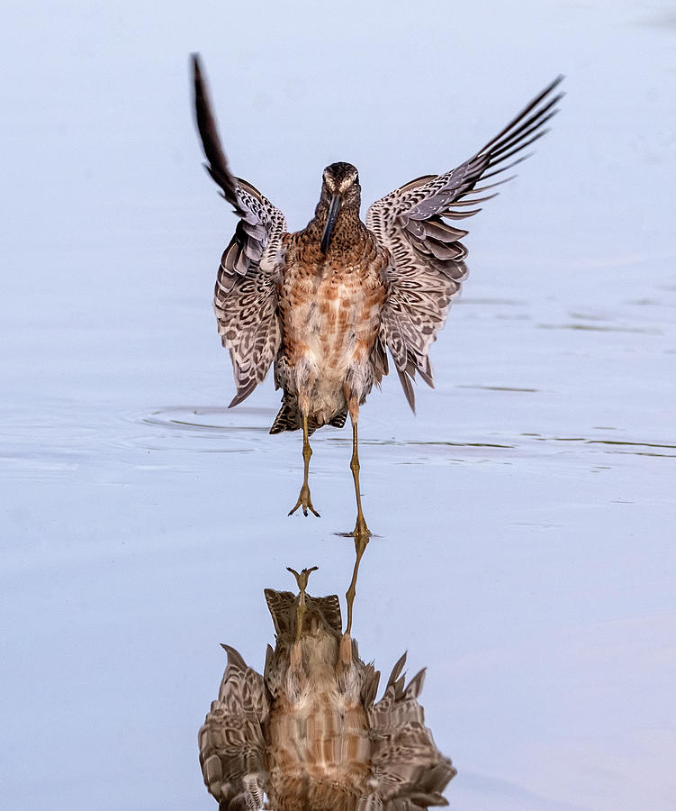 Long-billed Dowitcher 0955-040621-2 Photograph by Tam Ryan
