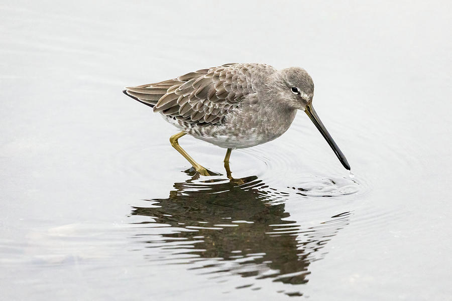  Long-Billed Dowitcher Foraging at Burnaby Lake Photograph by Michael Russell