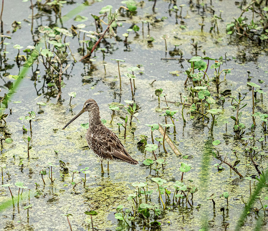 Long-billed Dowitcher Photograph