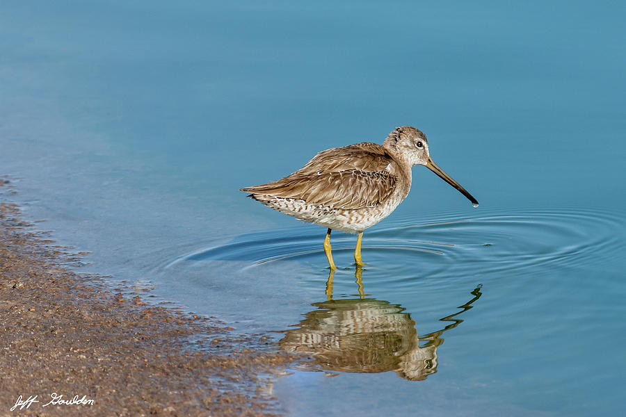 Long-Billed Dowitcher Probing in the Mud Photograph by Jeff Goulden