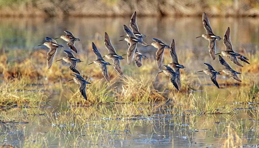 Long-billed Dowitchers  8220-010322-2 Photograph by Tam Ryan