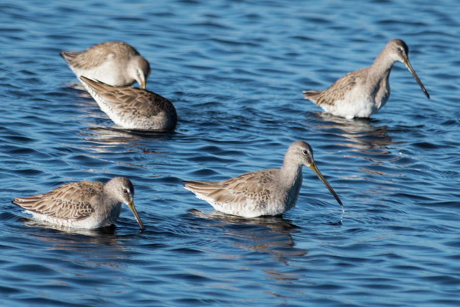 Long-billed Dowitchers Photograph by Bradford Martin