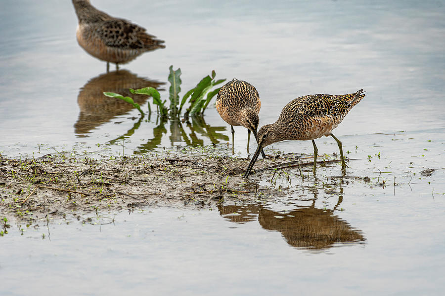 Long-billed Dowitchers Photograph by Robert Potts