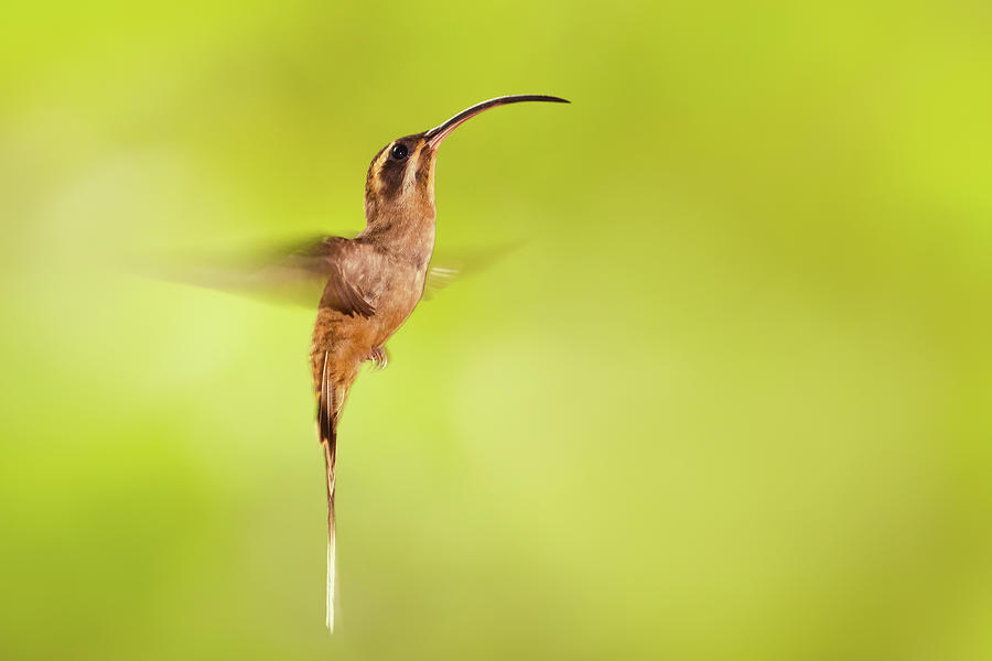 Hummingbird Photograph - Long-billed Hermit Hummingbird by Roeselien Raimond