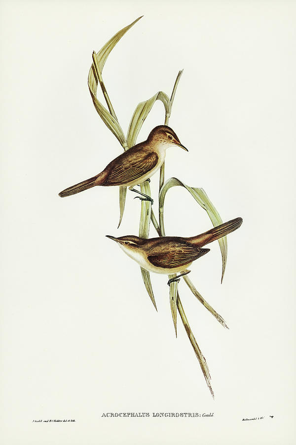John Gould Drawing - Long-billed Reed Warbler, Acrocephalus longirostris by John Gould