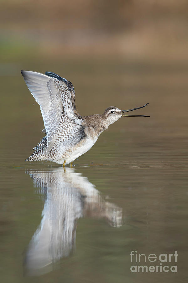 Long-billed Stretch And Sing Photograph