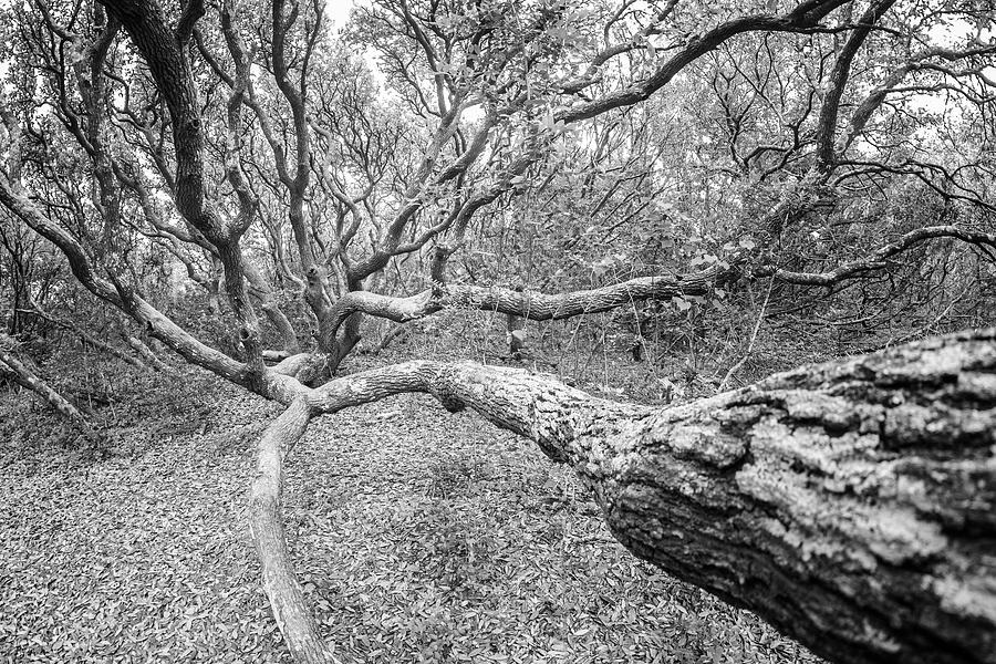Long Branch - Live Oak Tree Photograph by Bob Decker