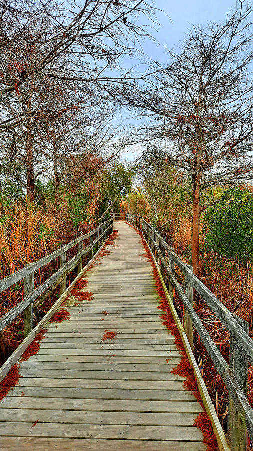 Long Wooden Bridge Through the Marsh  Photograph by Ola Allen