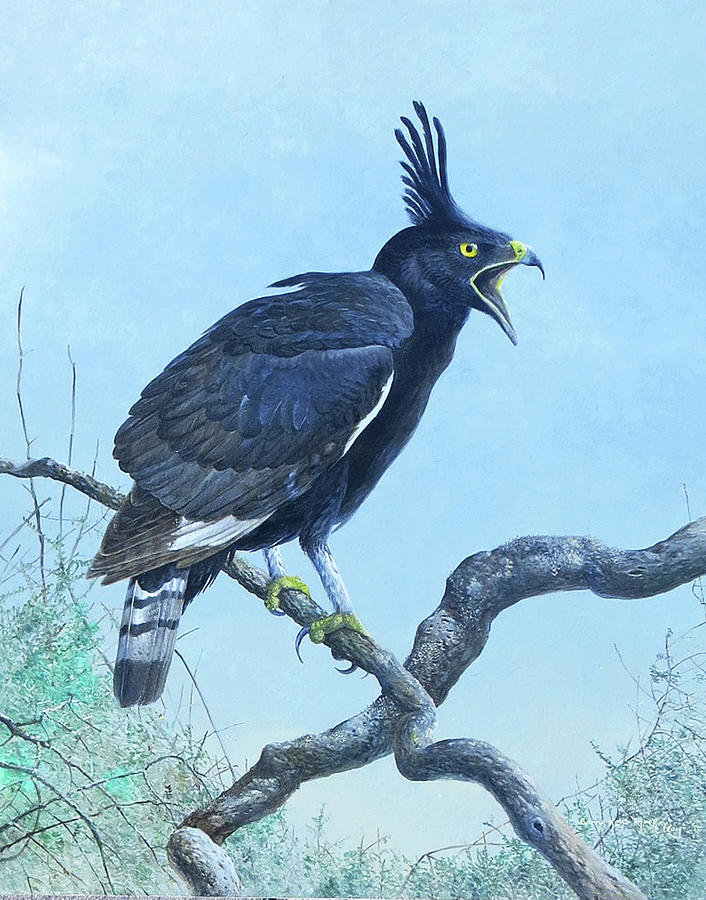 Long-crested Eagle Painting by Barry Kent MacKay Long-crested Eagle Painting by Barry Kent MacKay