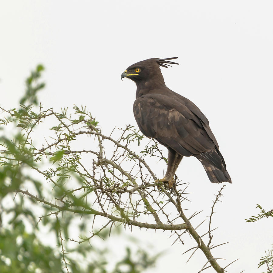 Long-crested Eagle Photograph by Travel Quest Photography
