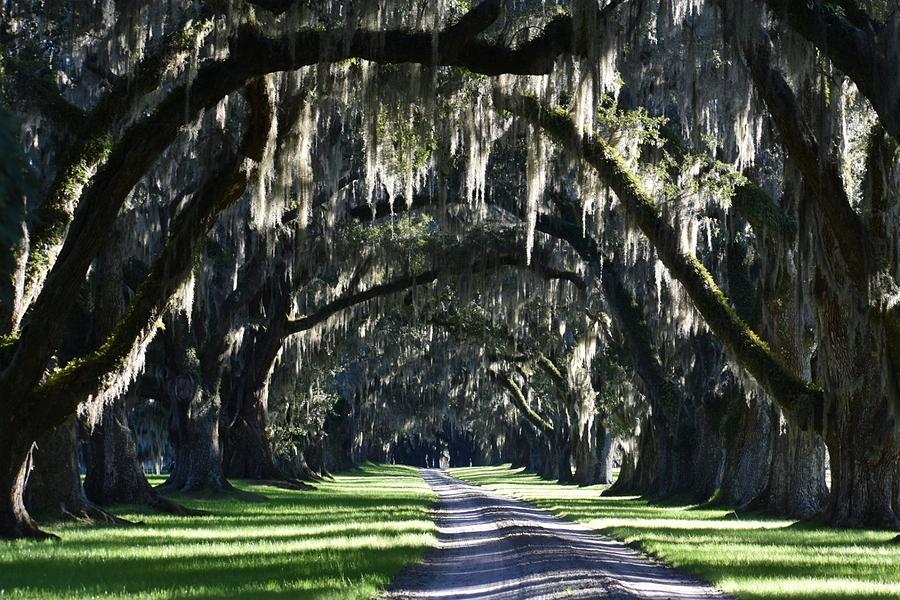 Long drive to the Plantation house Photograph by Lauren Sage Long drive to the Plantation house Photograph by Lauren Sage