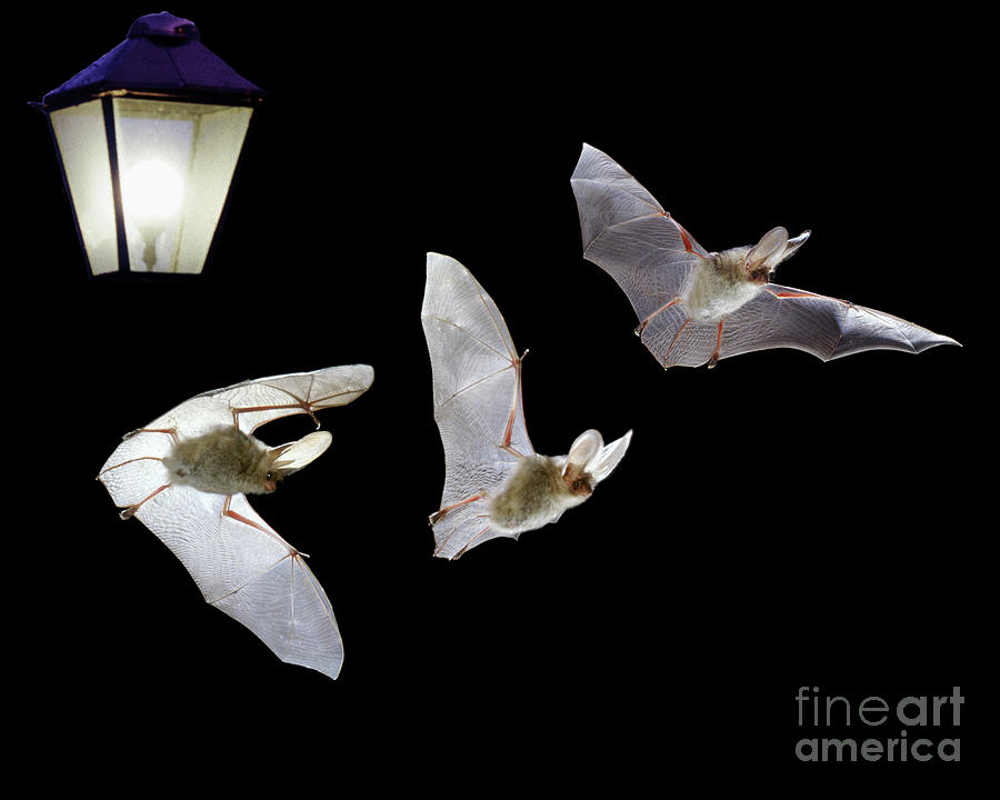 Long-eared Bat flight sequence Photograph by Warren Photographic Long-eared Bat flight sequence Photograph by Warren Photographic