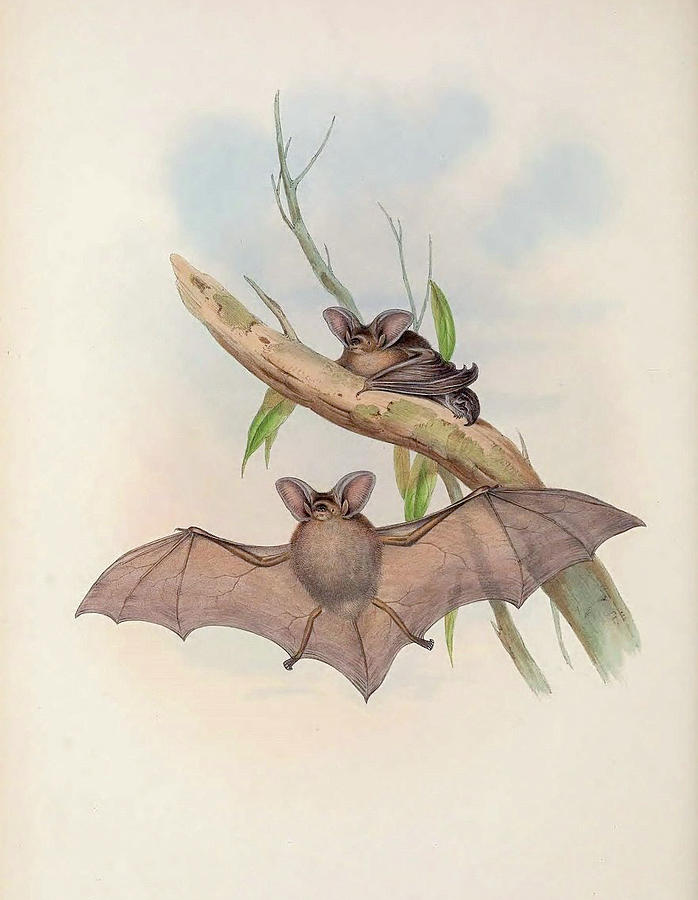 Long-eared Bat Drawing by John Gould
