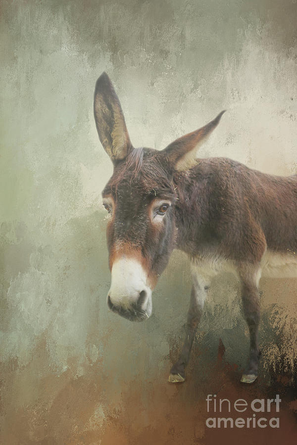 Long Eared Donkey One Mixed Media by Elisabeth Lucas - Pixels