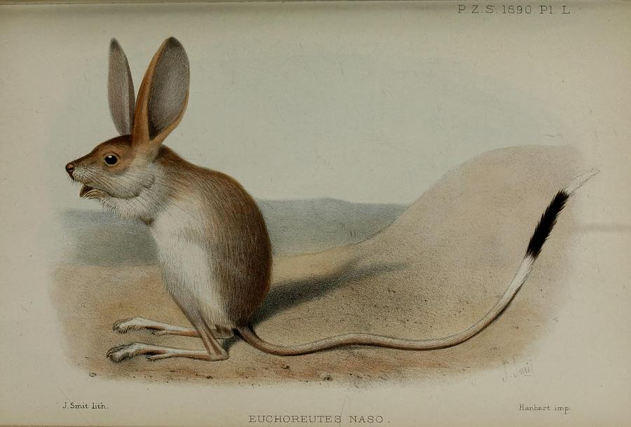 Long eared Jerboa, euchoreutes naso Mixed Media by Beautiful Nature ...