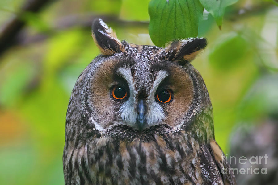 Long-eared Owl Photograph by Arterra Picture Library
