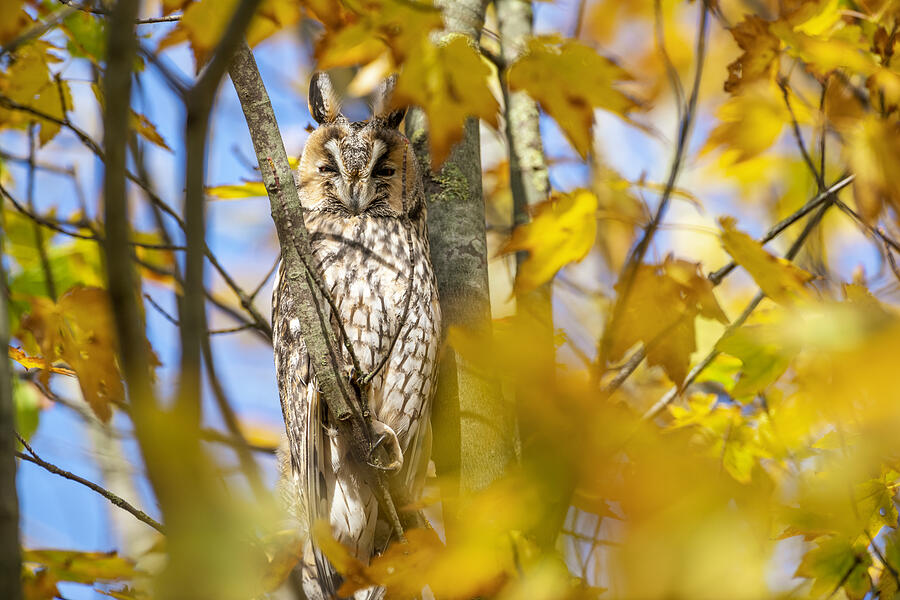 Long-eared owl (Asio otus) sitting high up in a tree with yellow colored leafs during a fall day. Photograph by Sjo