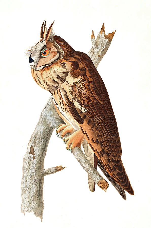 John James Audubon Painting - Long Eared Owl, Birds of America by John James Audubon