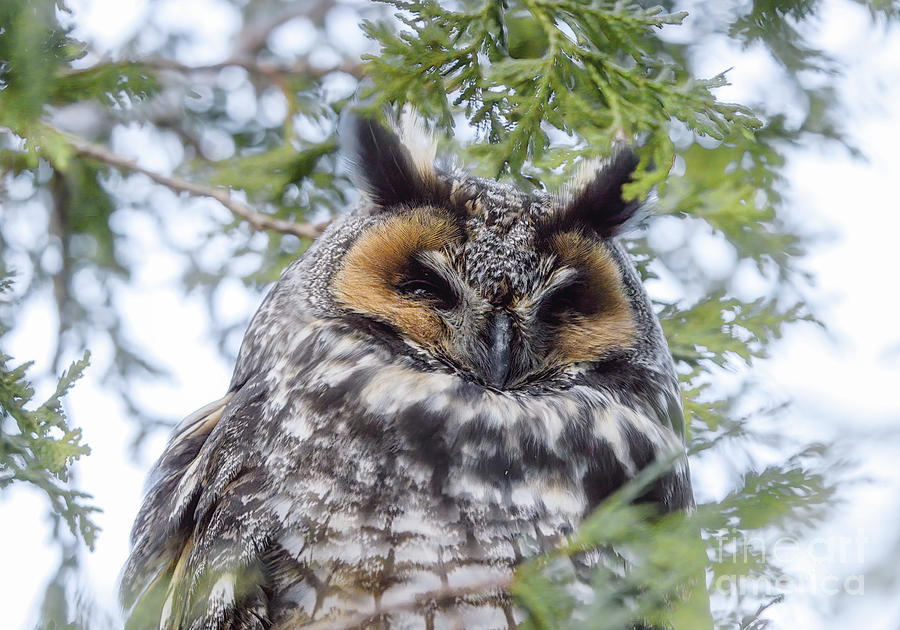 Long-Eared Owl Photograph by Charline Xia