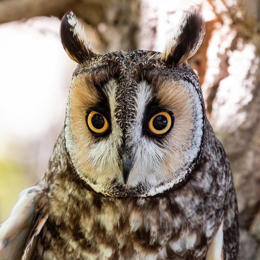 Long Eared Owl  Photograph by Dawn Key