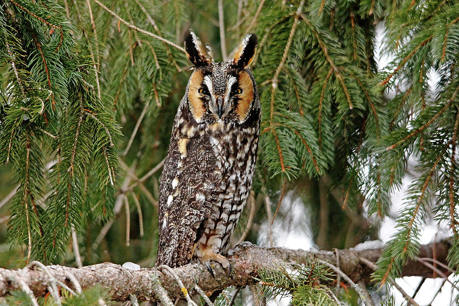 Long Eared Owl Photograph by Debbie Oppermann
