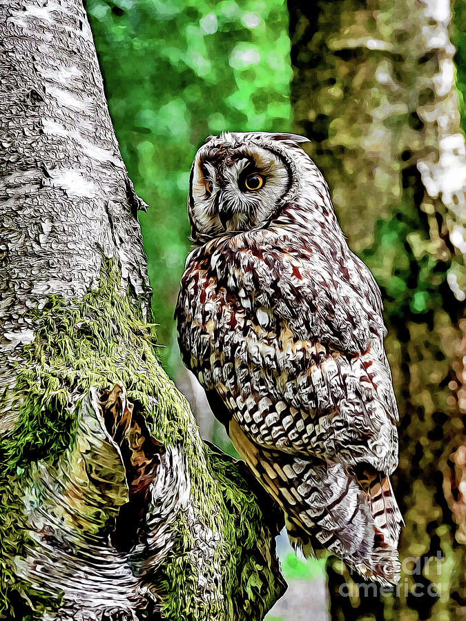 Long-eared Owl Digital Art by Denise Dundon
