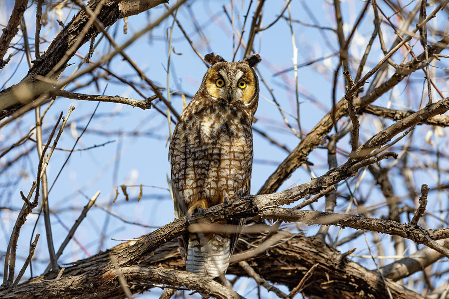 Long Eared Owl Focused on the Viewer Photograph by Tony Hake