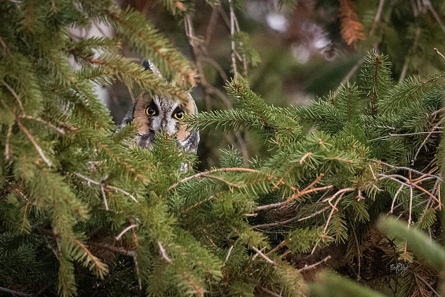Long-eared Owl Hideaway I Photograph by Everet Regal