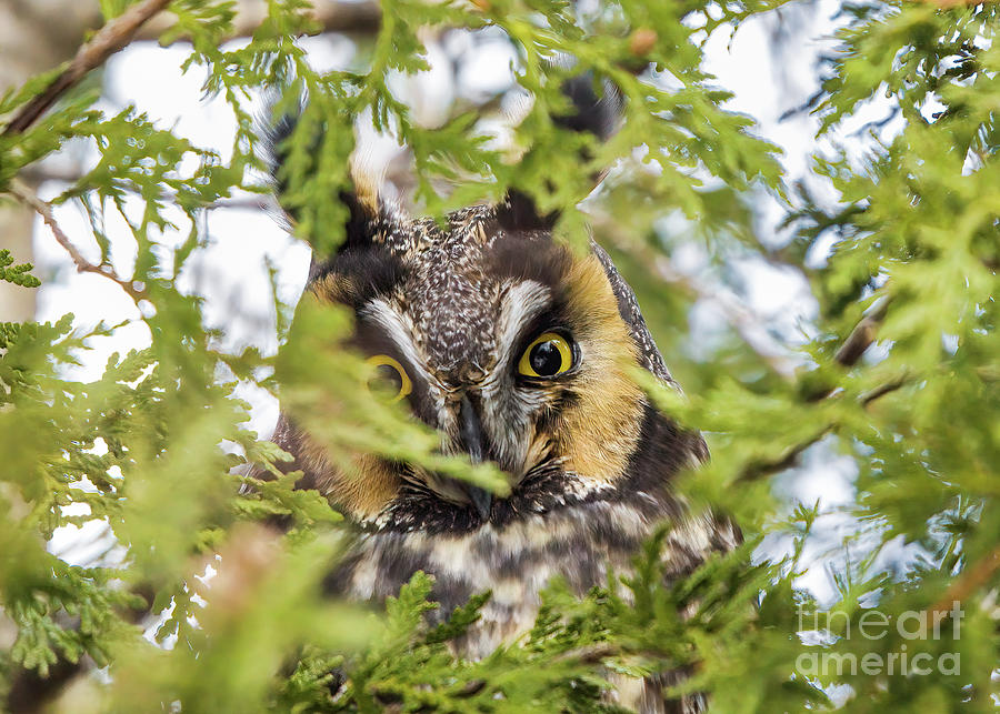 Long Eared Owl in Cedar Photograph by Charline Xia