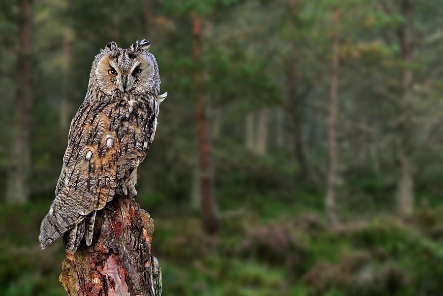 Long Eared Owl in Wood Photograph by Arterra Picture Library