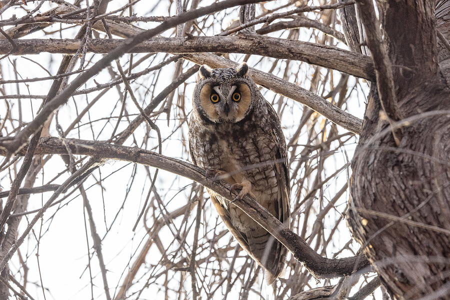 Long Eared Owl is All Eyes Photograph by Tony Hake