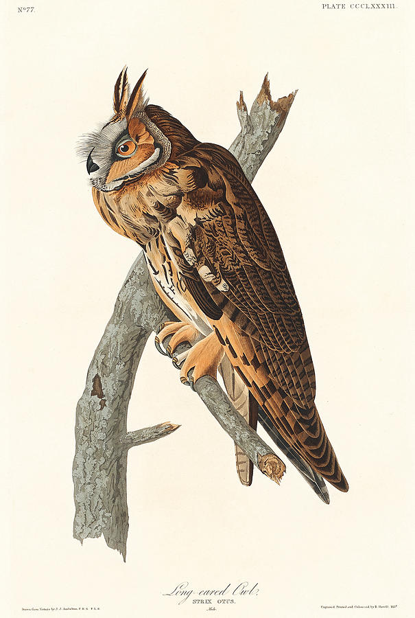 Long-eared Owl. John James Audubon Mixed Media by World Art Collective