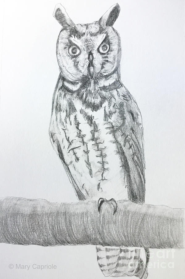 Long Eared Owl Drawing by Mary Capriole